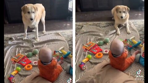 Pet dog makes toddler laugh with his antics in adorable video