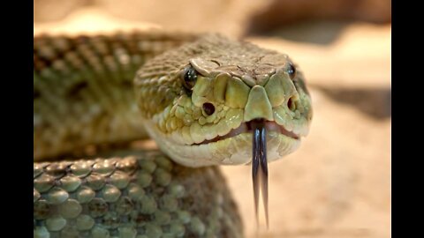 Is Snake Venom in the Water Supply Causing Covid19?? (Part 2)