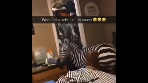 Zebra in the house