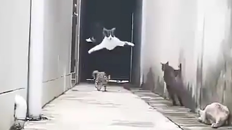 Parkour Cat : Cat Meet His Enemy and This What He Did To Escape
