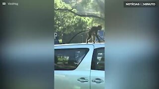 Macaco ‘mecânico’ tenta desmontar carro estacionado