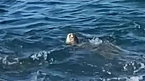 HAPPY TURTLES SURFING IN THE COVES ON KAUA’I’S SOUTH SHORE