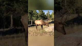 Elk Drinking Water From a Rock