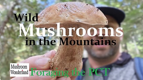 Wild Mushrooms in the Mountains- Foraging the PCT- Porcini, Chanterelles, Bears Head, More