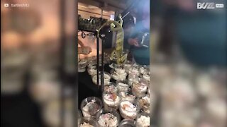 Camaleão tenta comer geco numa convenção de répteis