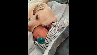 Sweetest dog ever cuddles with newborn baby