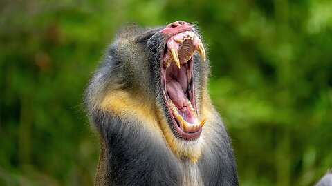 Mandrill Yawn, Sony A1/Sony Alpha1, 4k