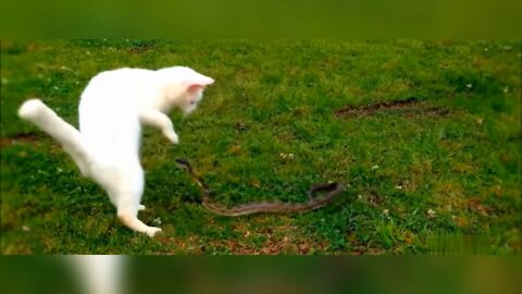 Cat vs SNAKE BATTLE ! Intense fight