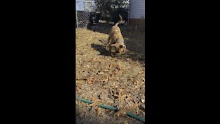 Tigger enjoying his stick gets interrupted by his sister