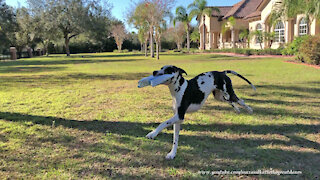 Zooming Great Dane can't wait to deliver package