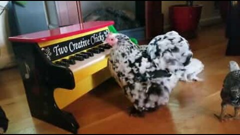 Kana osaa soittaa pianoa!
