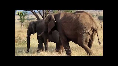 Africa Wild Animal's in Nature 4K Ultra HD