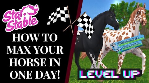 HOW TO MAX YOUR HORSE IN ONE DAY! 🤩🏇 Star Stable Quinn Ponylord