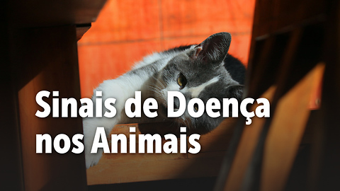 Sinais de que seu animal de estimação pode estar doente