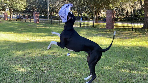 Funny Great Dane Escapes From Her Inmate Halloween Costume