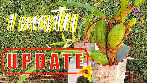 Shrivelling Maxillaria Propagated Pseudobulbs | UPDATE & Continued Care for Cuttings #ninjaorchids