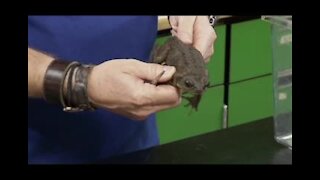 Cane toads spotted in Cape Coral