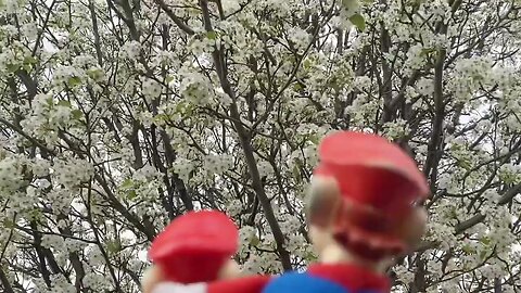 HHM Movie: Mario Loves the Beautiful Callery pear Trees. the Trees Start to Bloom in April