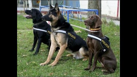 Entrenamiento de Perros Policías