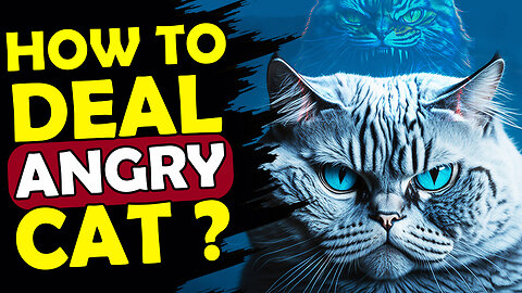 HOW TO DEAL WITH ANGRY CAT?