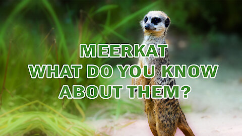 MEERKAT | WHAT DO YOU KNOW ABOUT THEM?