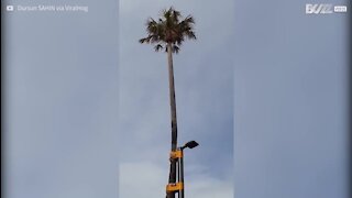 Sem sítio para plantar uma palmeira? Pendurar num candeeiro de rua é solução