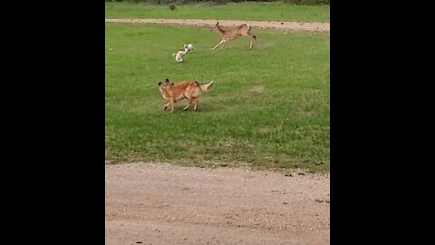 Wild deer trying to kill our dogs