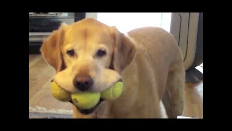 Funniest and cutest labradors you'll ever see
