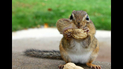 Rumble/The squirrel eating barries on photoshoot #wildanimal #photoshoot #animallover #