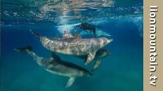 Kira the Dog swimming with Dolphins