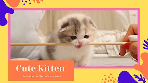 Cute Baby Animal Video- The Cutest Kitten Ever! 🤣