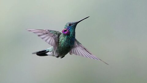 canto beija flor de orelha violeta