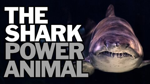 The Shark Power Animal