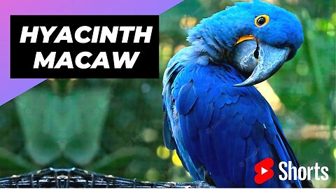 Hyacinth Macaw 🦜 One Of The Most Beautiful Parrots In The World #shorts