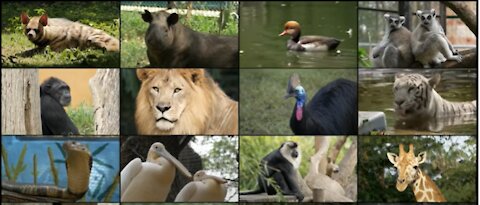 A Day at Mysuru Zoo - official documentary
