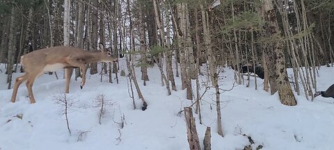 Squawking turkey and an injured deer