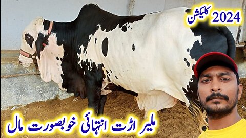 Malir Mandi Arat Cattle Rates Update Cholistani Nukraa Ablak Cattle | 23 Aug 2023 | Cow Mandi 2023