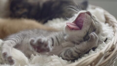 Cute KItten Yawn