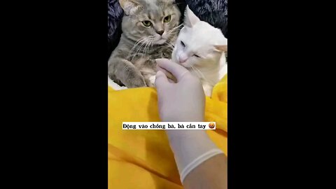 angry cat 😠😺 angry pets #angrypets #cat #cats #viral #trending #animals #cuteanimals #catvideos