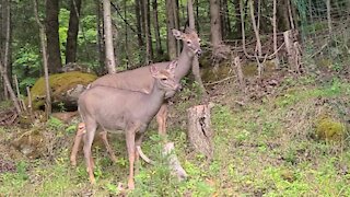 2 Deer on Different Paths Meet