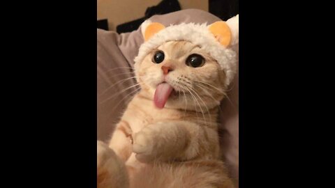 Super cute and adorable cats! COMPILATION