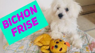 Bichon Frise favorite toy