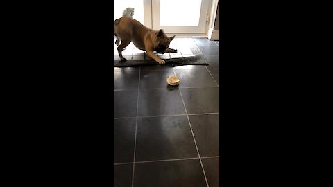 French Bulldog literally can't stop dancing for tasty treat
