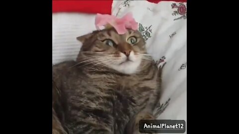 Cat Can't Handle Flower," Funny cat | AnimalPlanet12 | (720P_HD).MP4