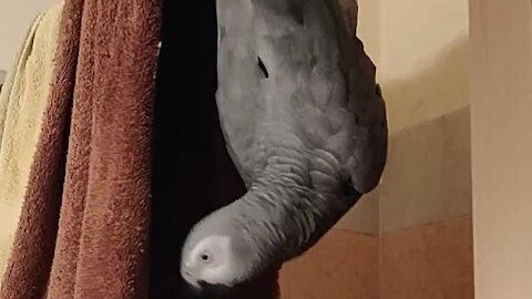 Acrobatic parrot decides to hang upside down from the shower
