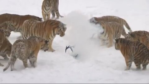 See these Fatty Tigers how they Playing