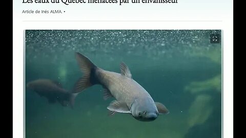 Les eaux du Québec menacées par un envahisseur