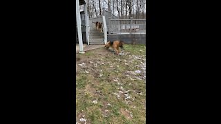 German Shepherds Catching Air