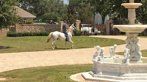 Casa Bella Estate Paso Fino Andalusian Horse and Rolls Royce