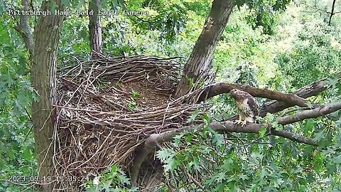 Hays Eagles Nest has a Red Tailed Hawk check out the Squirrel Apartment below 9.19.23 15:34